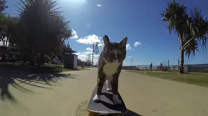 Skateboarding Cat