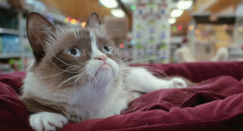 Grumpy Cat's Worst Christmas Ever